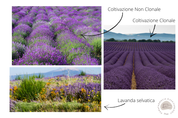 Olio essenziale di Lavanda: non solo Relax - Parafarmacia D.ssa Careddu